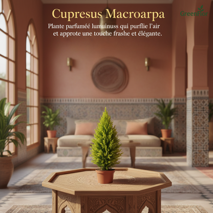 Pack GreenFlor 10 plantes