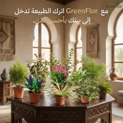 Pack GreenFlor 10 plantes